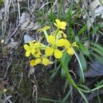 Erysimum pseudorhaeticum Flower