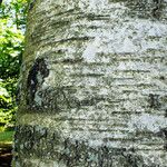 Betula populifolia Casca