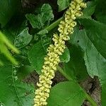Pterocarya rhoifolia Flower