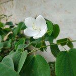 Bauhinia acuminata 花