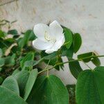 Bauhinia acuminata Flower