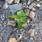 Solidago juncea Blad