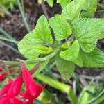 Salvia microphylla 葉