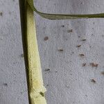 Juncus conglomeratus Leaf