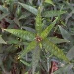 Justicia gendarussa Лист