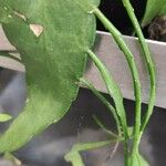 Hoya longifolia Hábito
