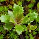 Micranthes ferruginea Leaf