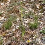 Ophrys insectifera Hábito