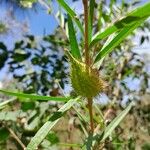 Gomphocarpus fruticosus Fruit