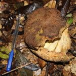 Afzelia pachyloba Fruto