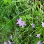 Claytonia sibiricaBlüte