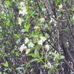 Prunus fruticosa Fiore