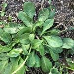 Bellis sylvestris Leaf