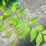 Pistacia chinensis Leaf