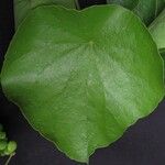 Cissampelos grandifolia Blatt