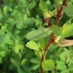 Coleostephus myconis Leaf