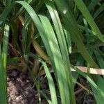 Allium ramosum Leaf
