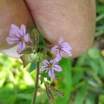 Cuphea ericoides Blomst