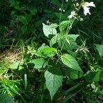 Circaea lutetiana Blatt