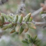 Micromeria herpyllomorpha Lapas