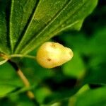 Prosartes hookeri Fruto