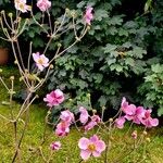 Anemone x hybrida 形態