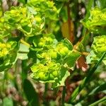 Euphorbia helioscopia Vili
