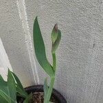 Iris × germanica Flor