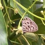 Ekebergia capensis Φρούτο