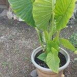 Alocasia odora Liść