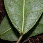 Ficus maxima Folla