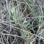 Petrosedum sediforme Liść