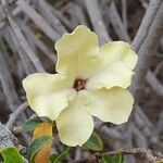 Brunfelsia americana फूल