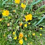 Crepis tectorumFlower