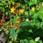 Hypericum androsaemum Fruit