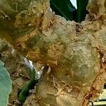 Cyphostemma juttae Corteza