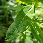 Euphorbia palustris Лист