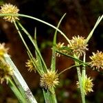 Rhynchospora holoschoenoides Habit