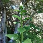 Cardiocrinum giganteum Blatt