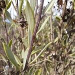 Globularia alypum ഇല