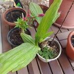 Calanthe tankervilleae Leaf