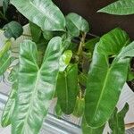 Philodendron burle-marxii Levél