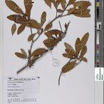 Dombeya rariflora Other