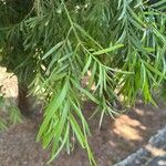 Podocarpus neriifolius Листок