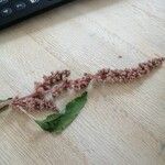 Amaranthus deflexusBlomst