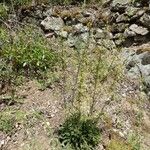 Silene otites Habitus