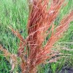 Andropogon bicornis Fruit