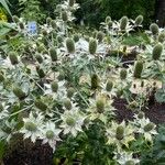 Eryngium giganteum Habitus