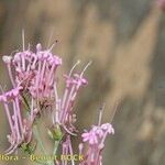 Centranthus nevadensis 花