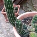Echinopsis schickendantzii Hoja